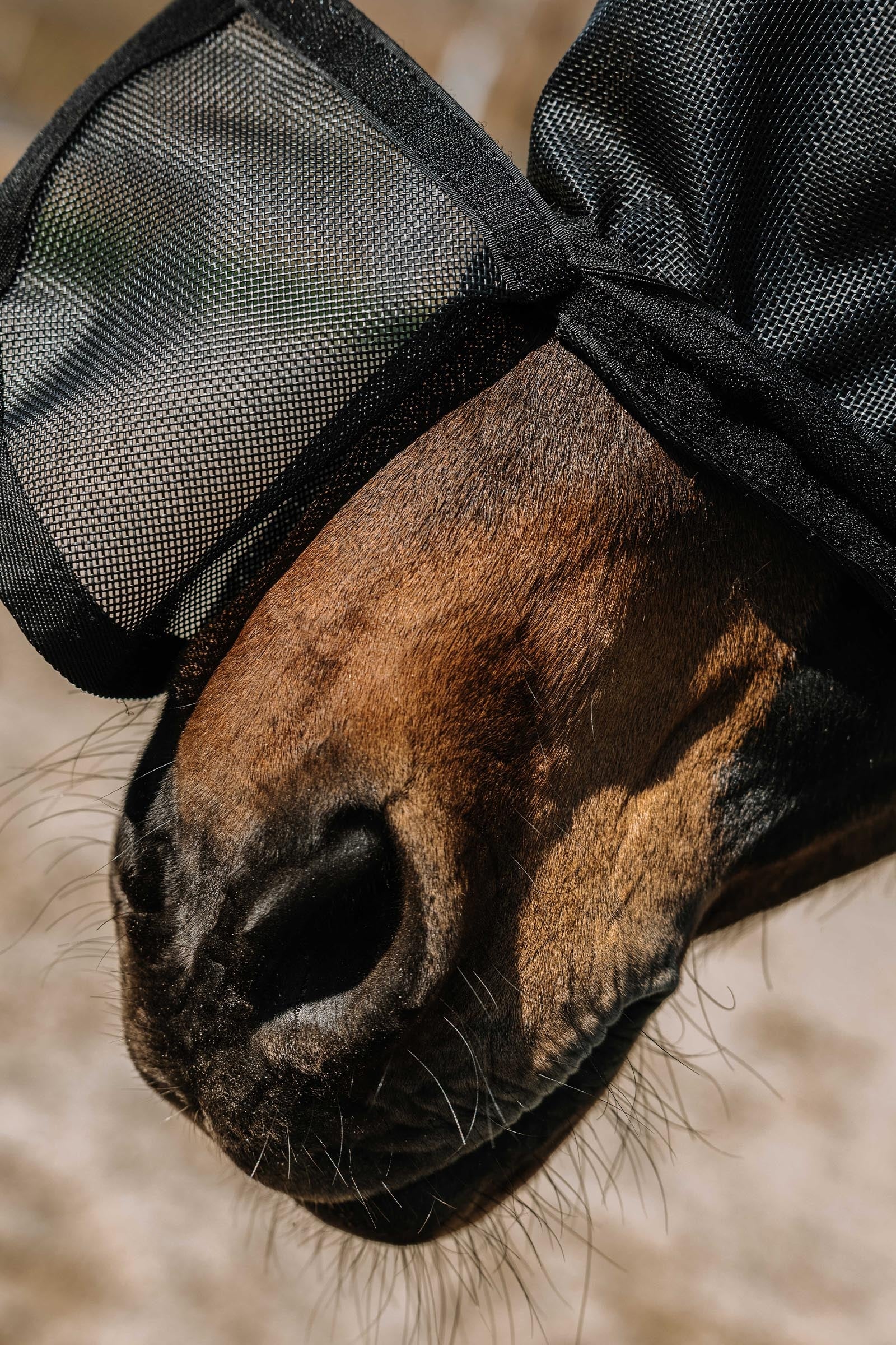 Equi Theme EQUITHÈME Protec Fly Mask/ UV Mask Antifly Protection for Horses