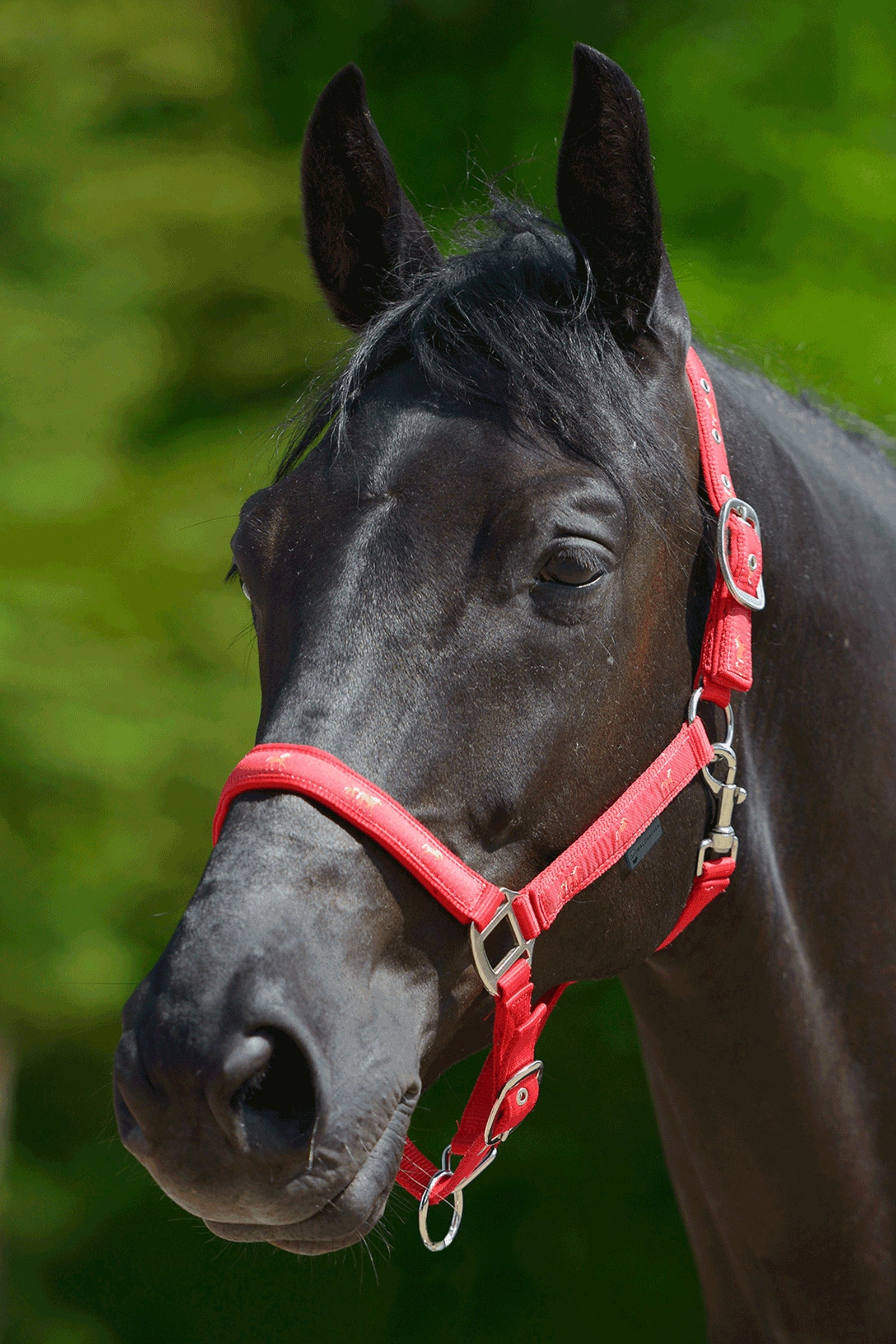 Waldhausen Little Horse Motiv Halter Halters & Leads