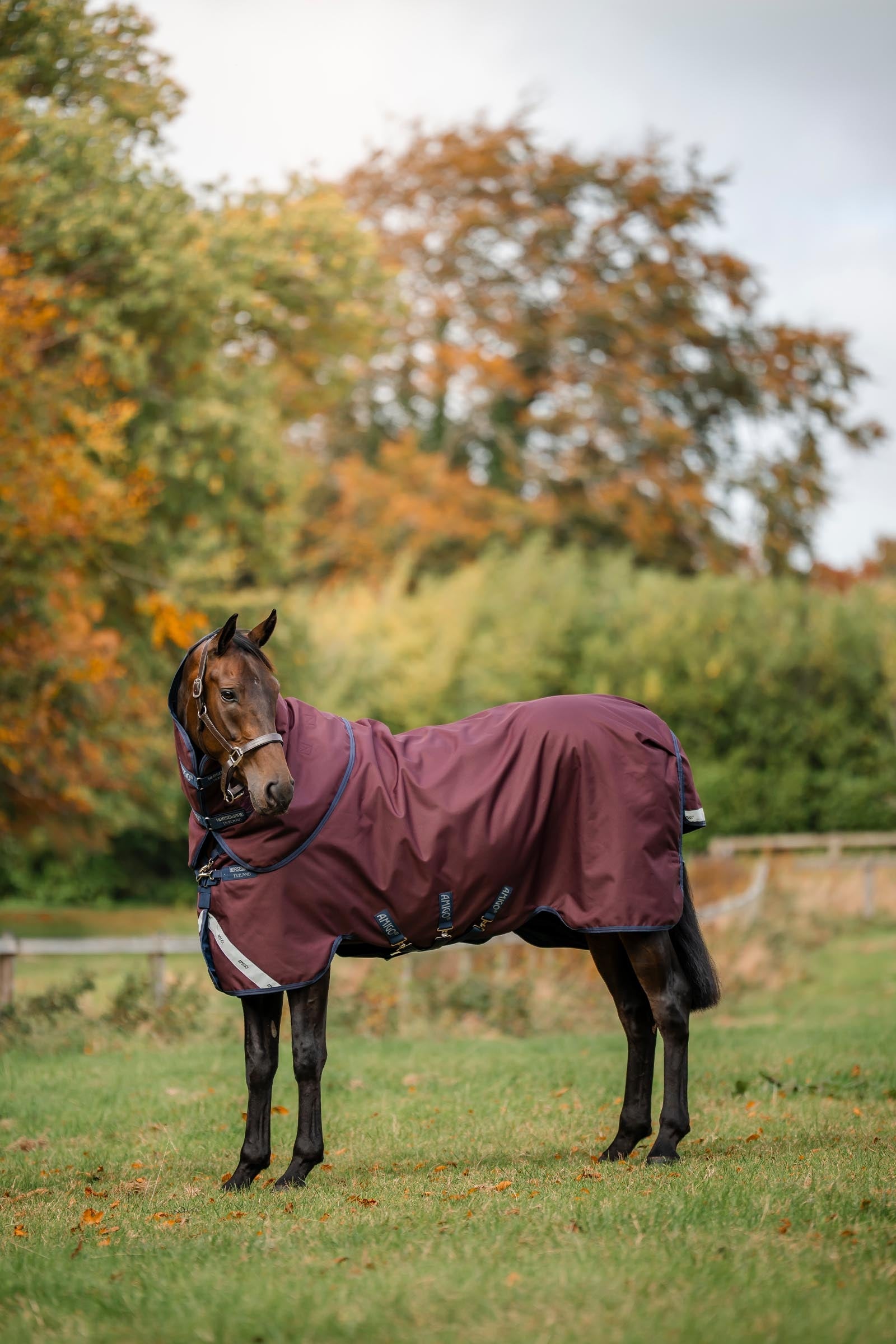 Horseware Amigo Bravo 12 Plus Turnout Rug With Detachable Neck, 400g Horse Rugs