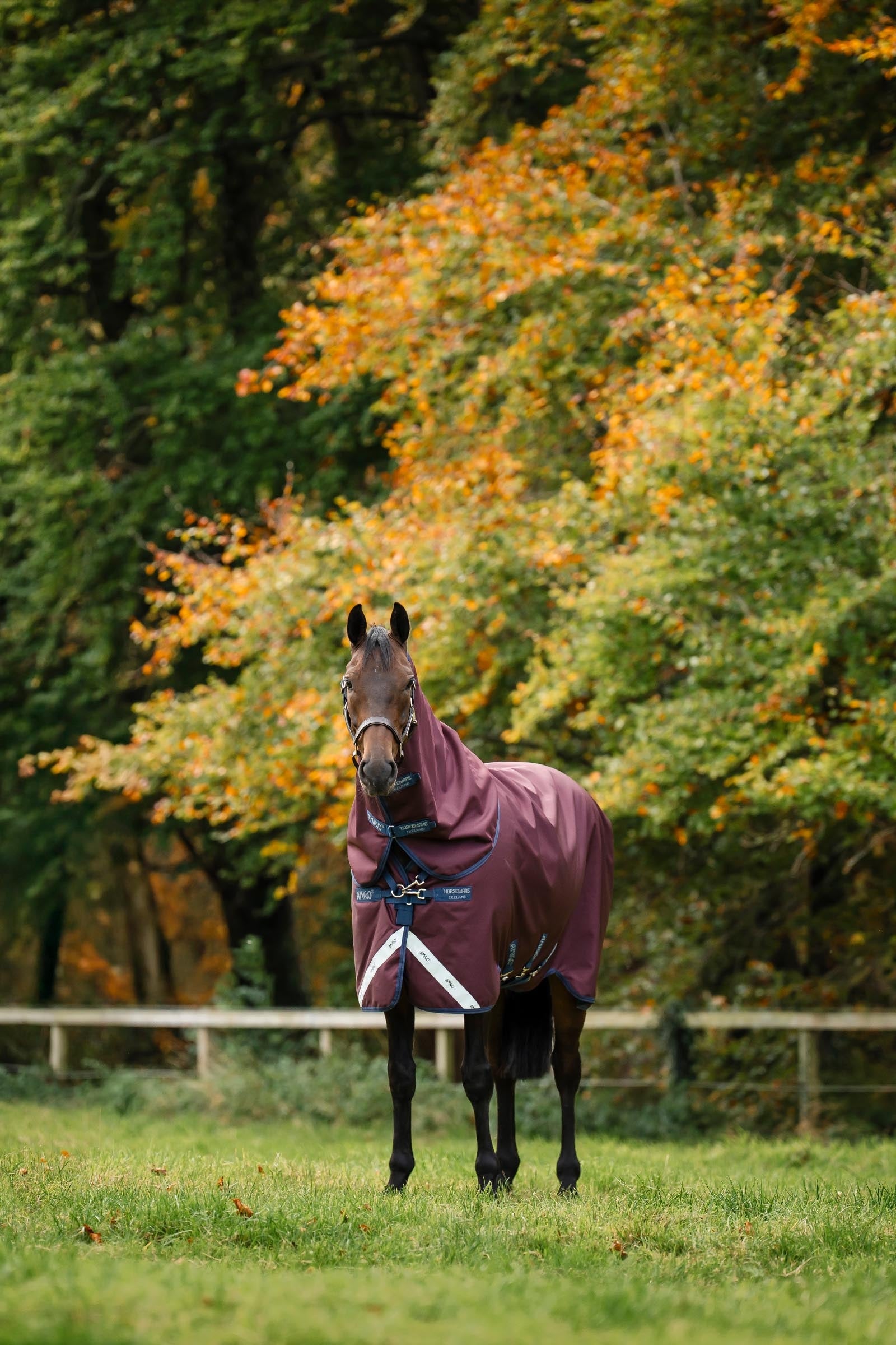 Horseware Amigo Bravo 12 Plus Turnout Rug With Detachable Neck, 400g Horse Rugs