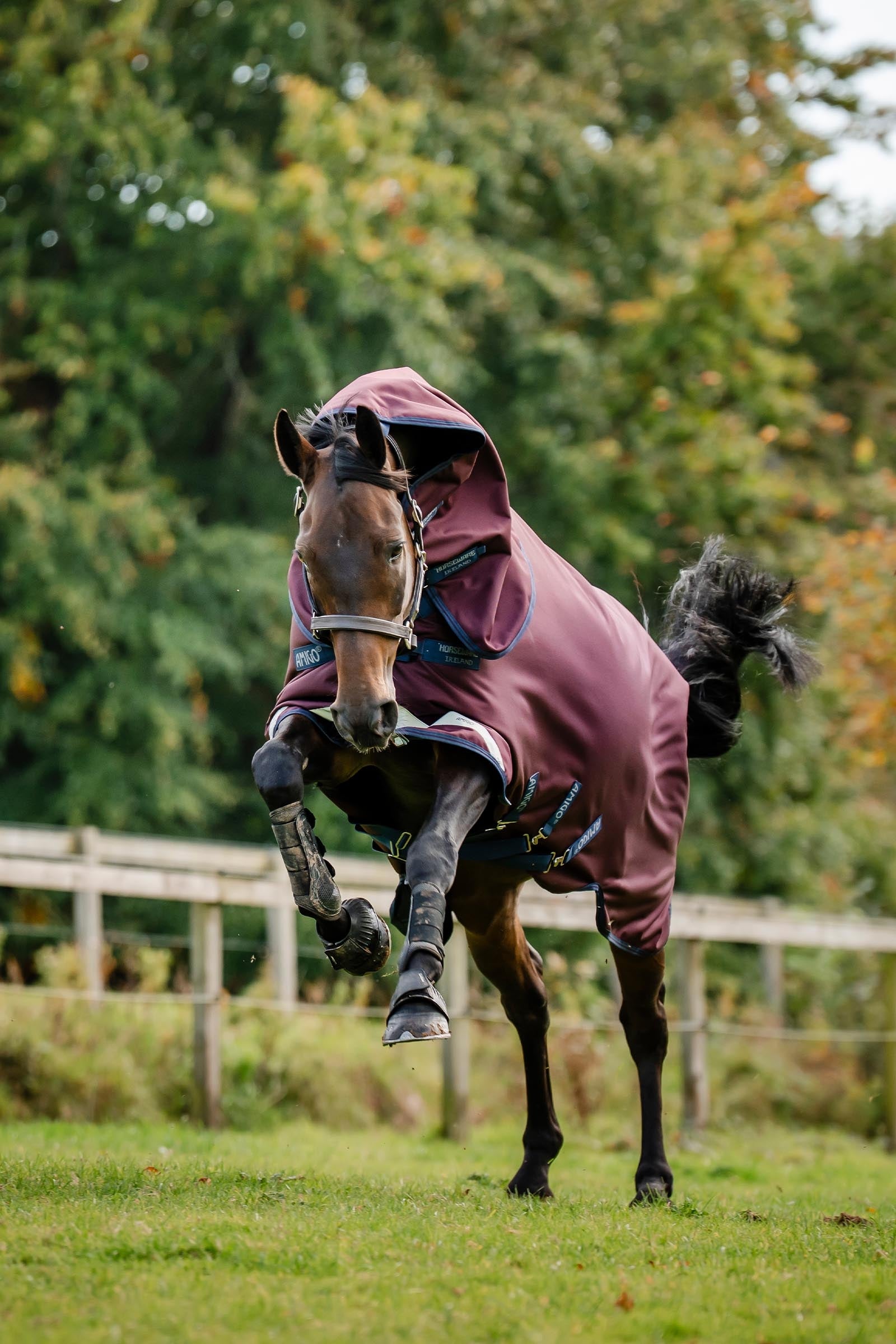 Horseware Amigo Bravo 12 Plus Turnout Rug With Detachable Neck, 400g Horse Rugs