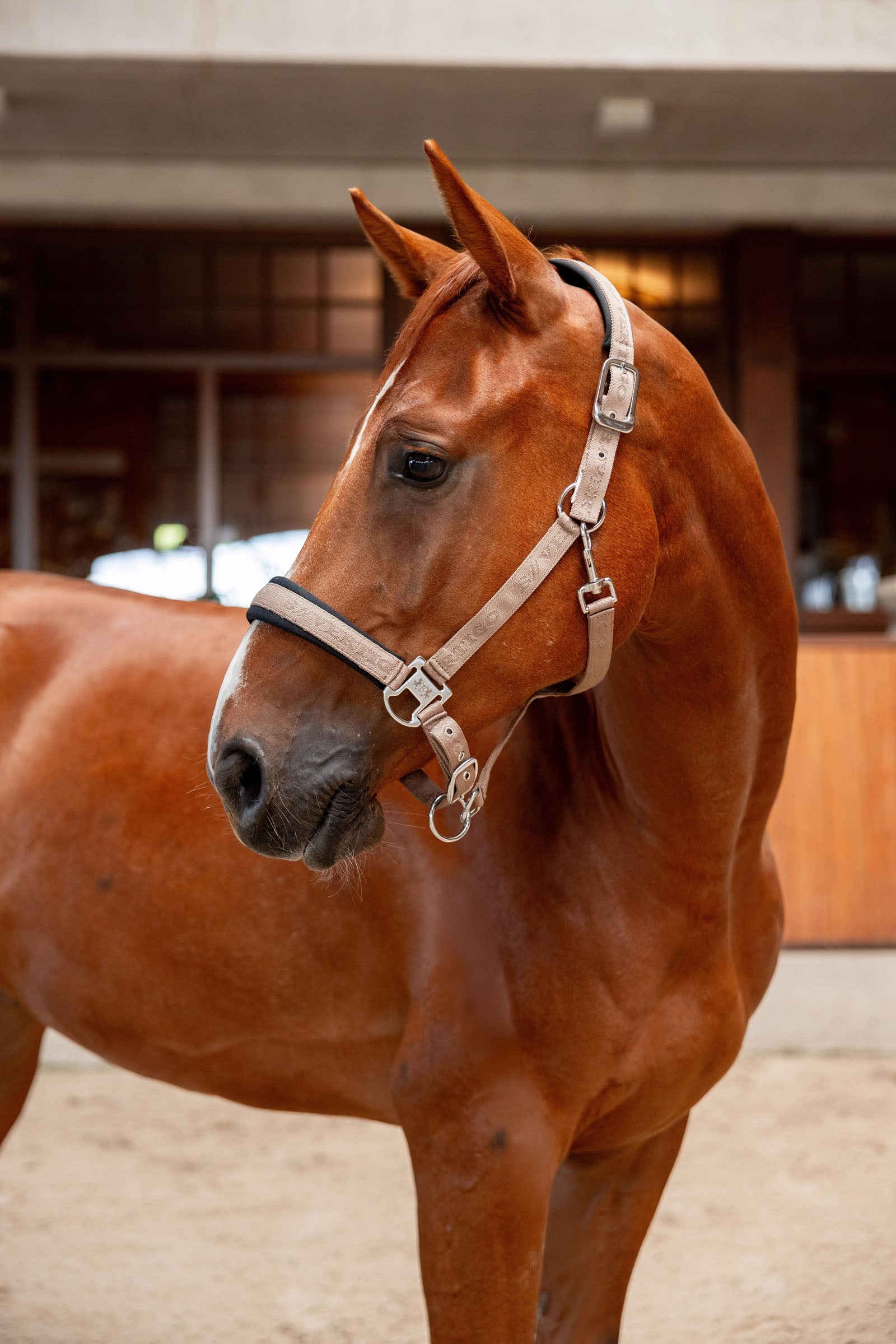 B Vertigo High Altitude Embossed Halter Halters & Leads