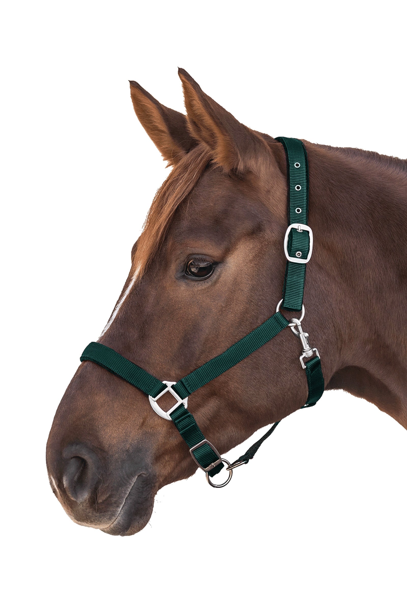 Waldhausen Perlon Satin Halter Halters & Leads
