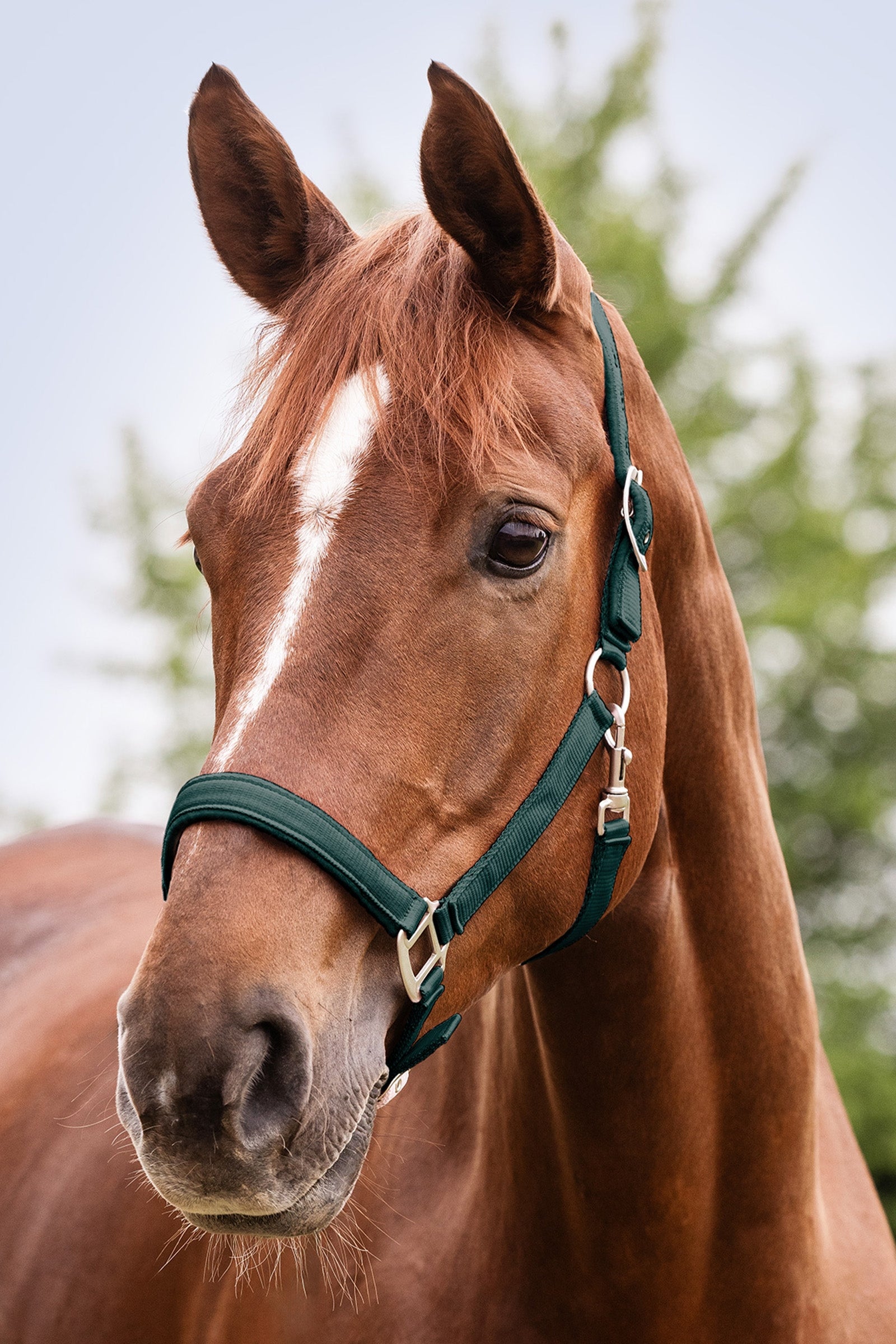 Waldhausen Perlon Satin Halter Halters & Leads