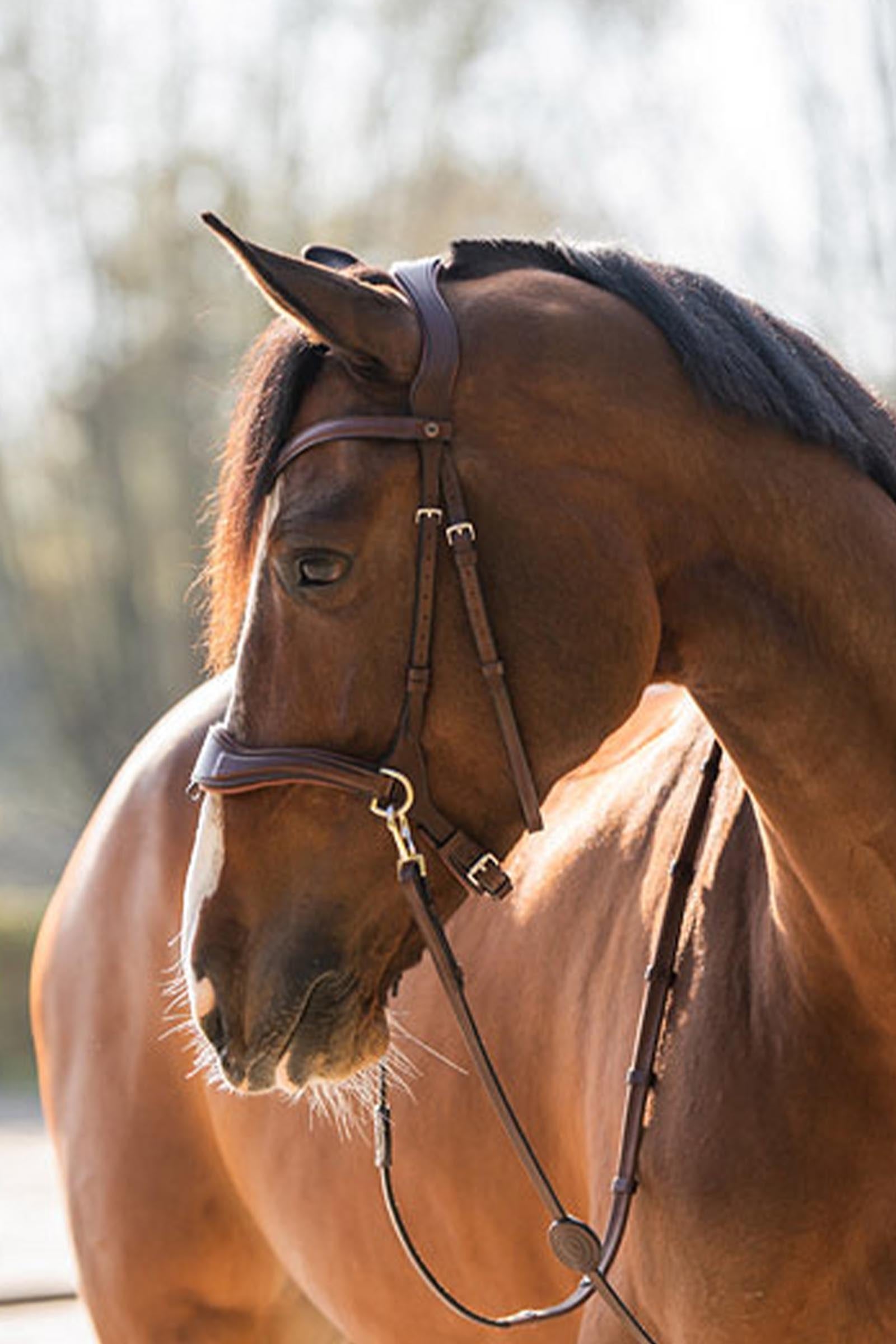 Trust Equestrian Falsterbo T-motion Bridle Bridles & Reins