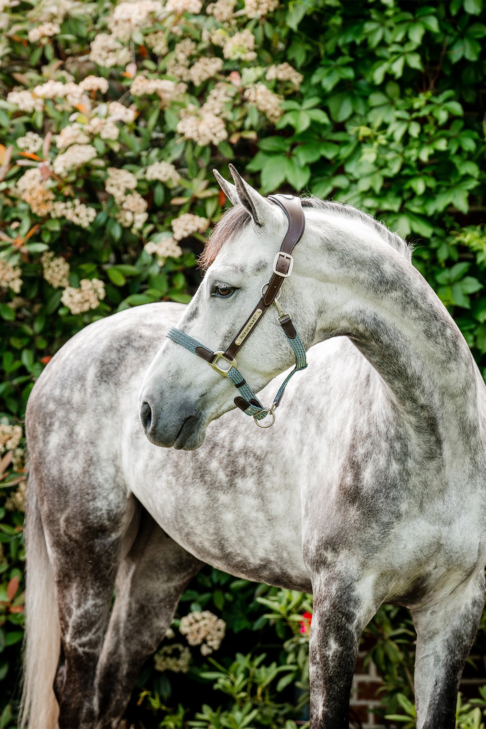 Horseware Signature Licol tressé Licols & longes