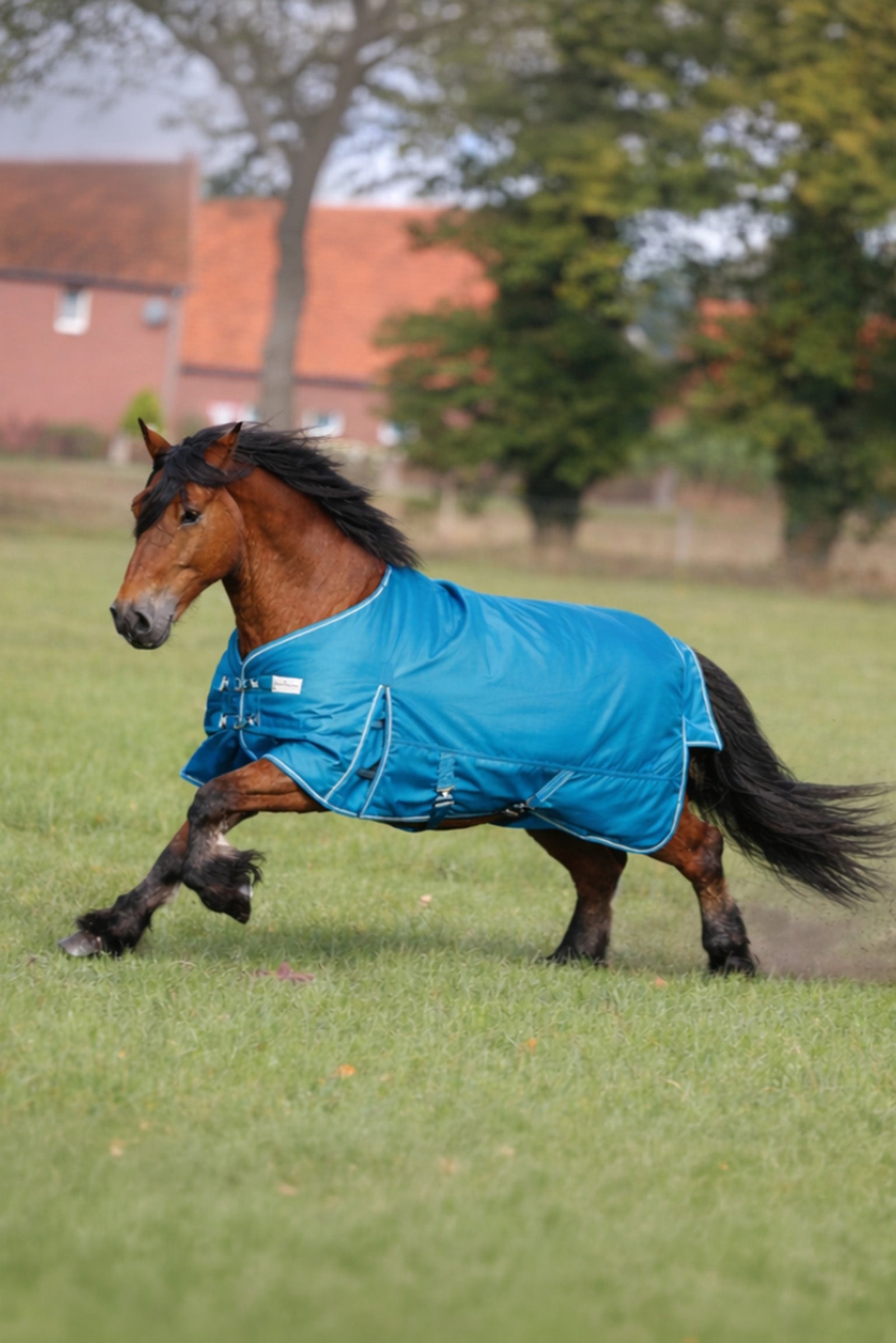 Kavalkade Stable Rug Draft Horse Horse Rugs