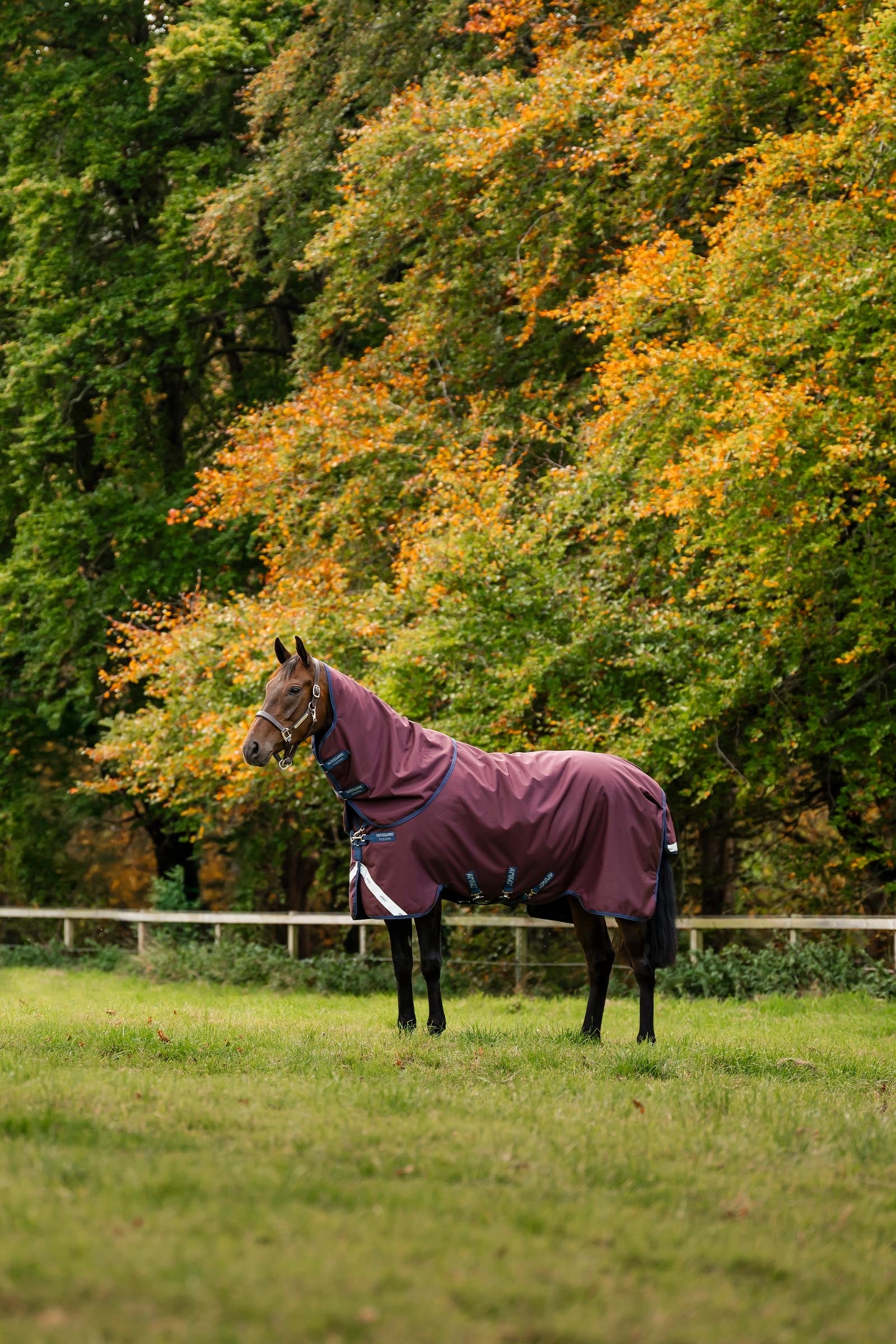 Horseware Amigo Bravo 12 Plus Turnout Rug, 250 g Horse Rugs