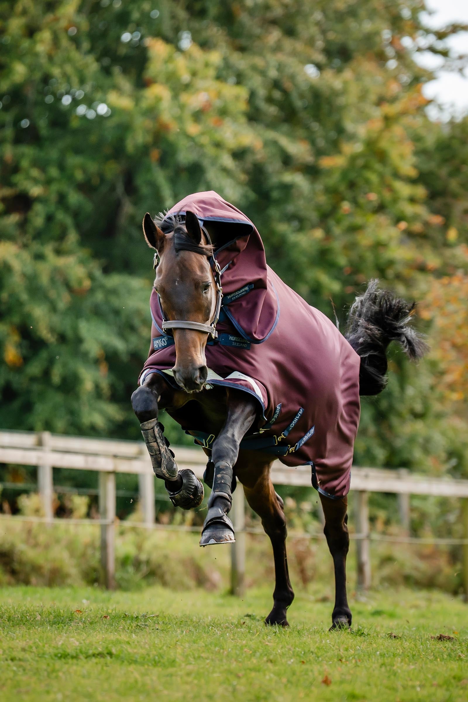 Horseware Amigo Bravo 12 Plus Turnout Rug, 250 g Horse Rugs