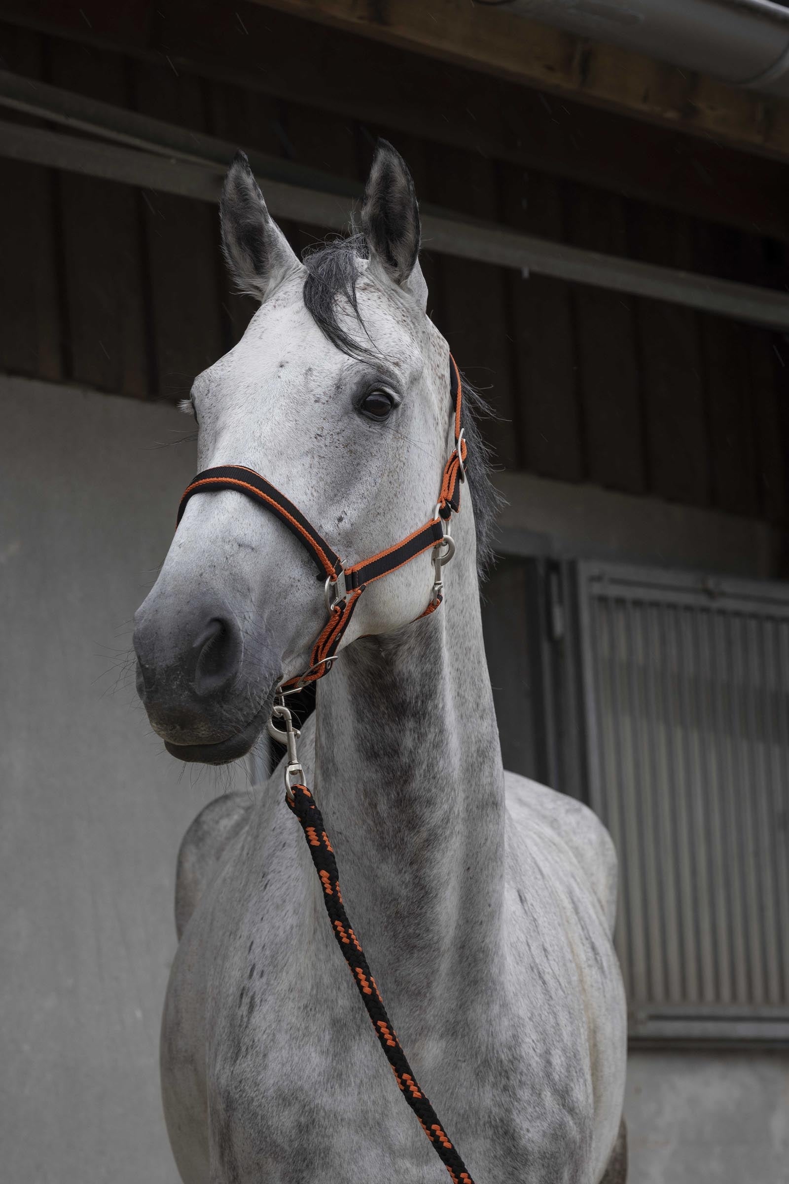 Equi Theme EQUITHÈME Satin Halter + Lead Halters & Leads
