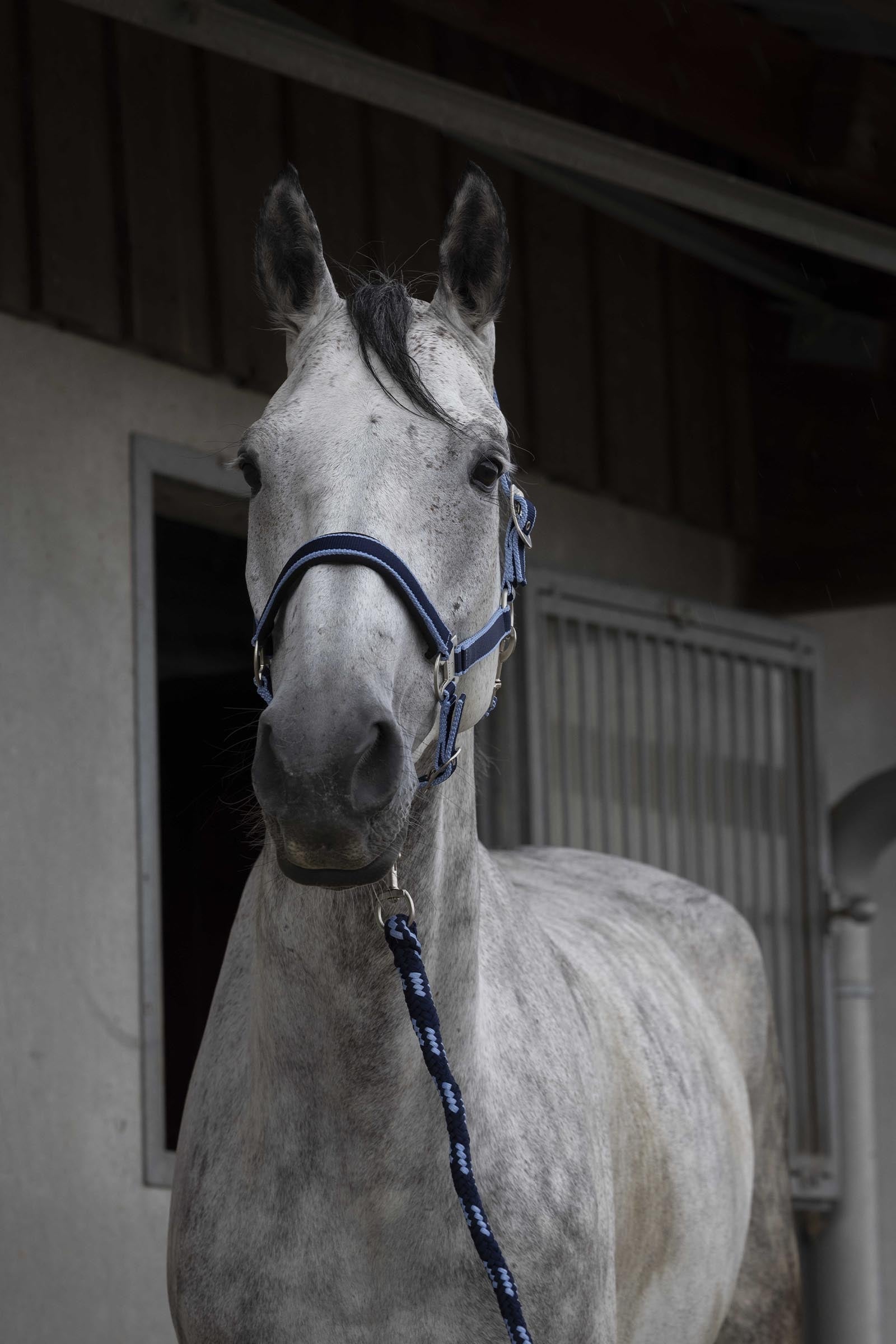 EQUITHÈME Satin licol + longe Licols & longes