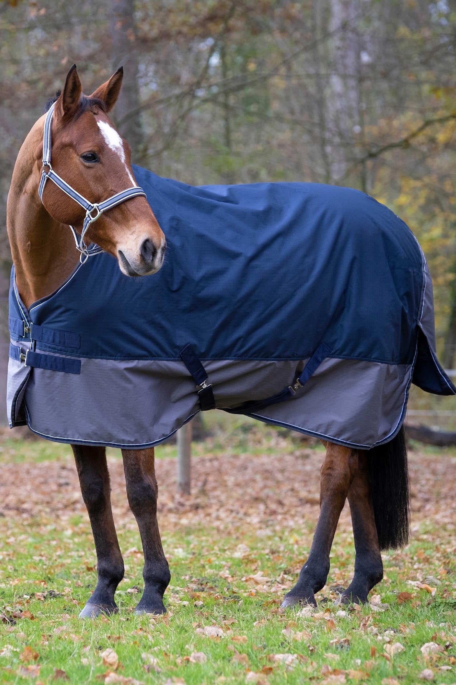 Equi Theme EQUITHÈME TYREX 600D Turnout Rug, 300 g Horse Rugs