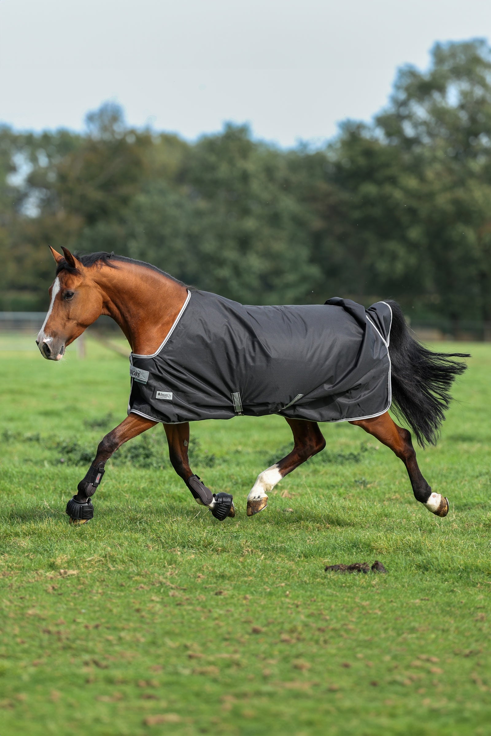 Bucas Anniversary SD Light Rain Turnout Rug, 0g Horse Rugs