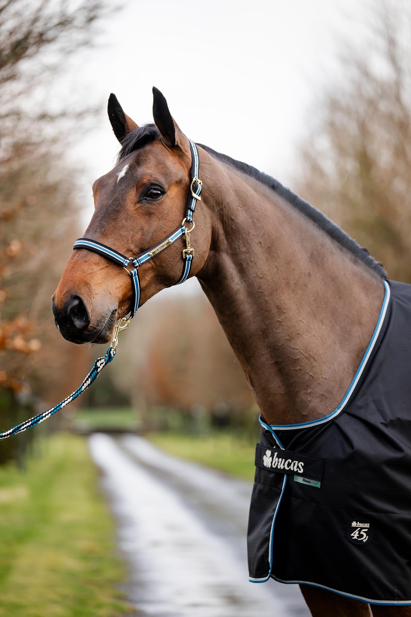 Bucas Anniversary SD Light Rain Turnout Rug, 0g Horse Rugs