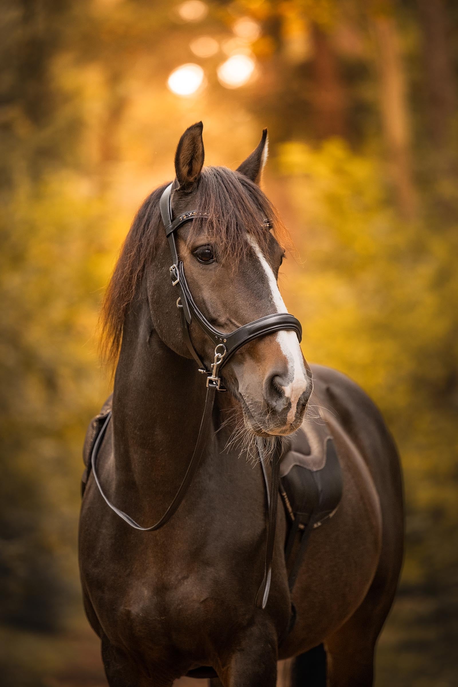 F.R.A. Freedom Riding Articles Moonlight Bitless Bridle, Side-Pull (System 3) Bridles & Reins