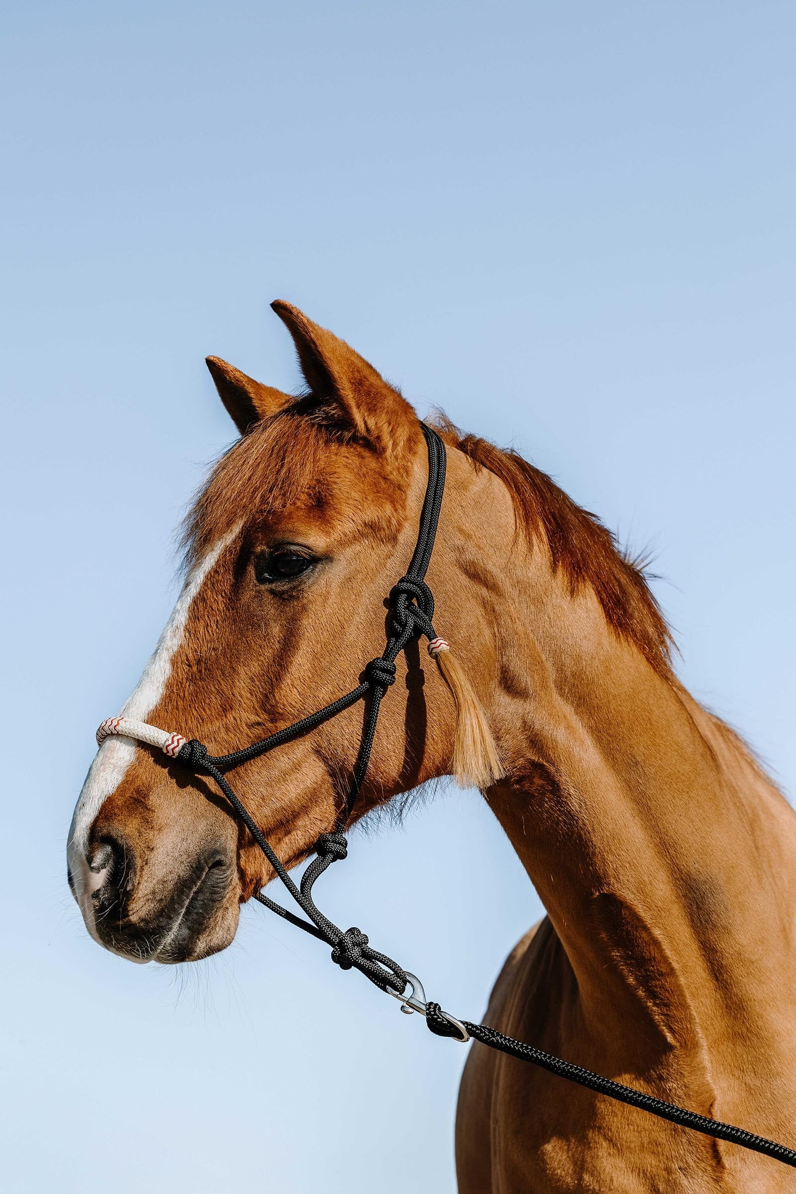 WESTRIDE Licol western en corde Licols & longes