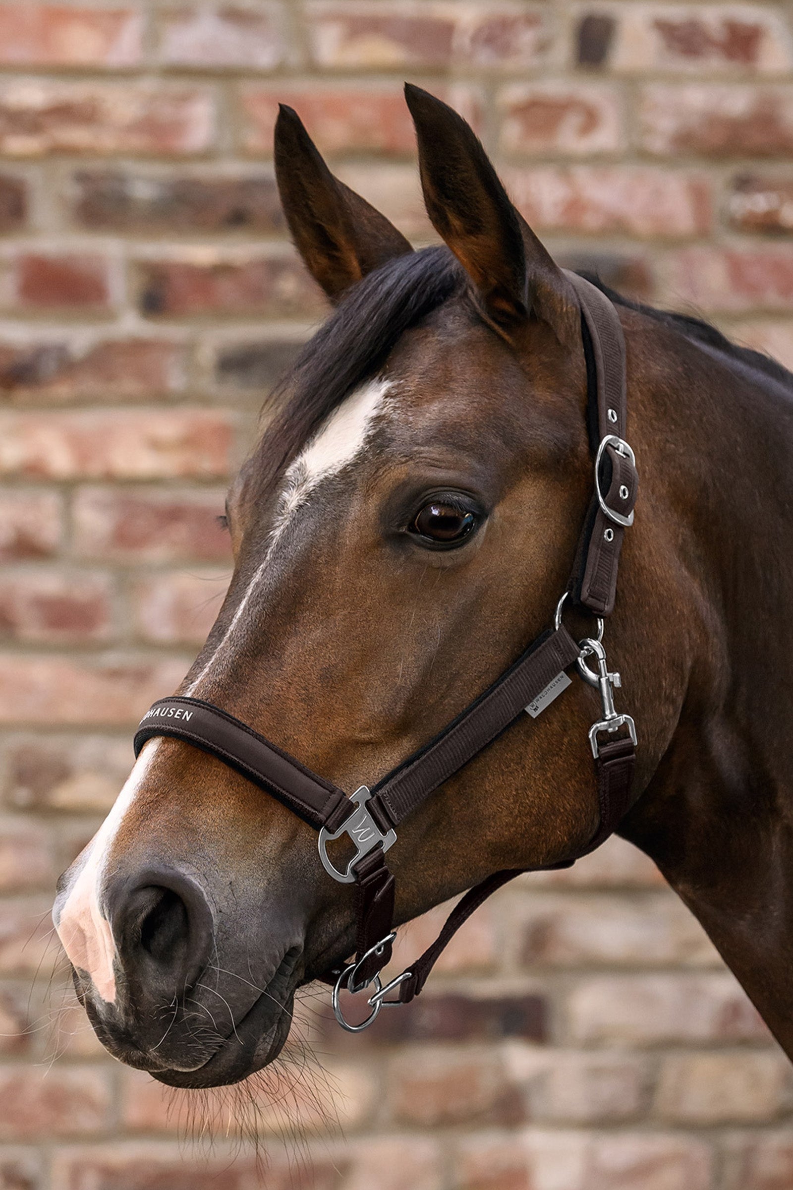 Waldhausen Athletic Halter Halters & Leads