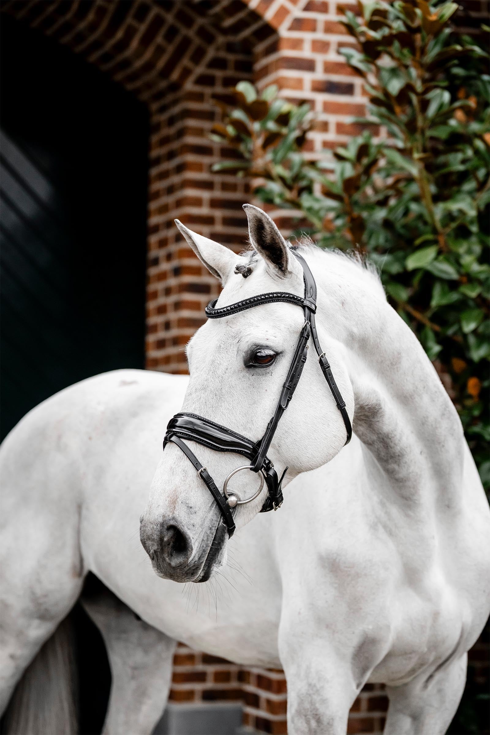 Horseware Diamante bridon avec muserolle combinée Briderie et enrênements