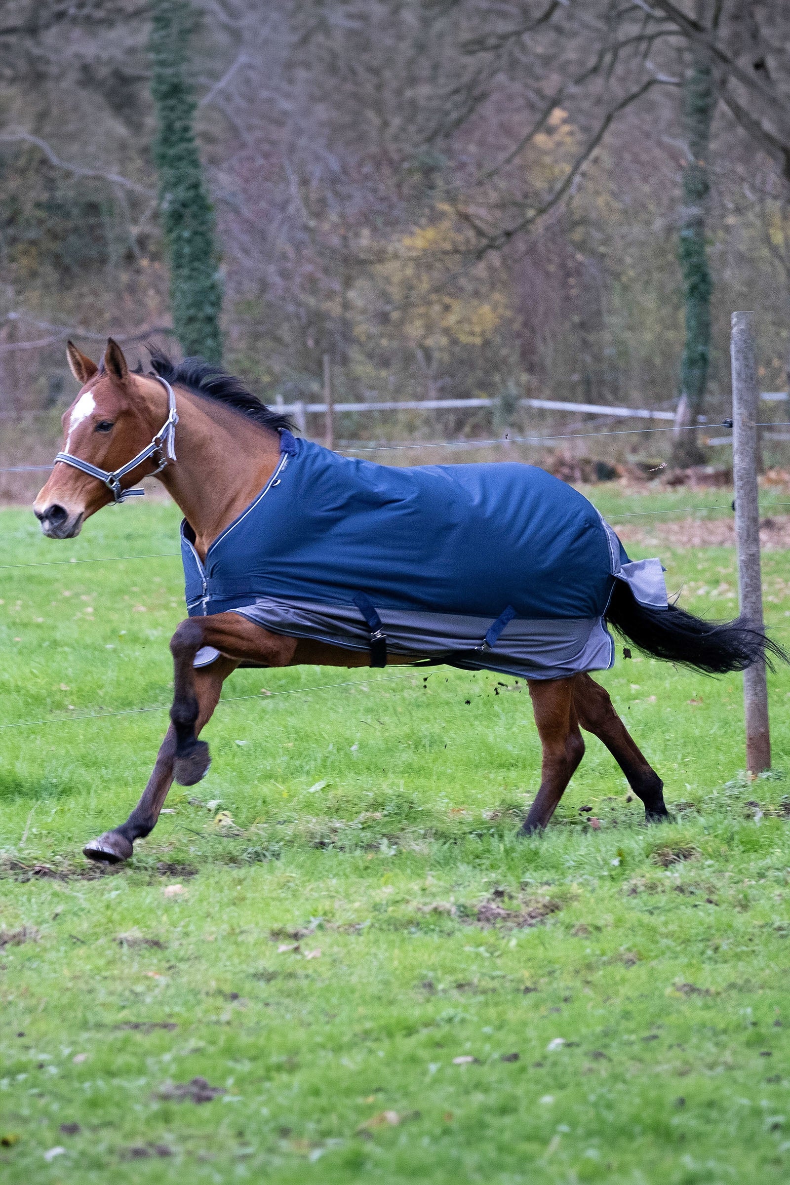 Equi Theme EQUITHÈME TYREX 600D Turnout Rug, 50 g Horse Rugs