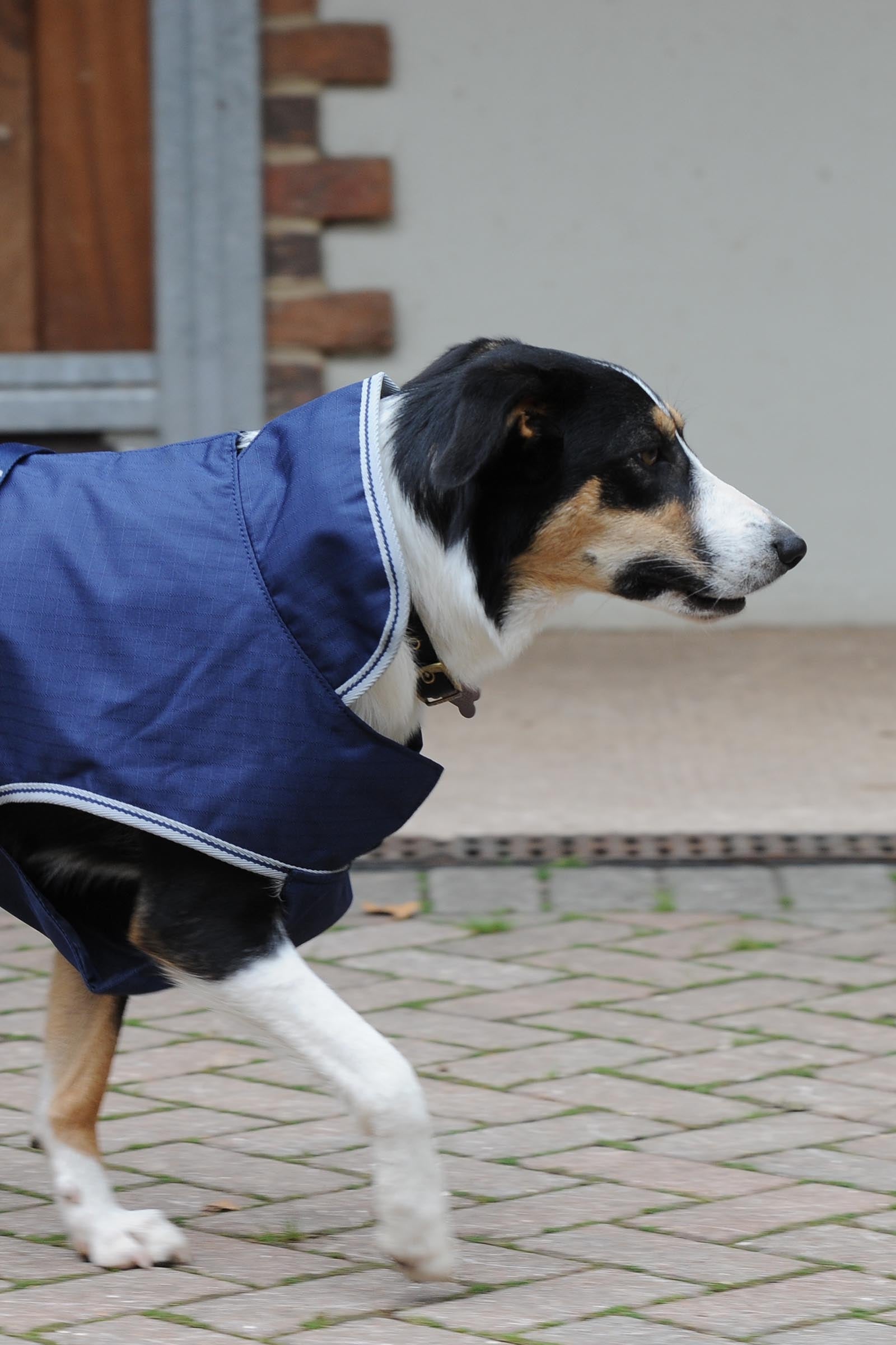 Bucas Freedom Dog Rug, 300g (30-45 cm) Dog Accesories