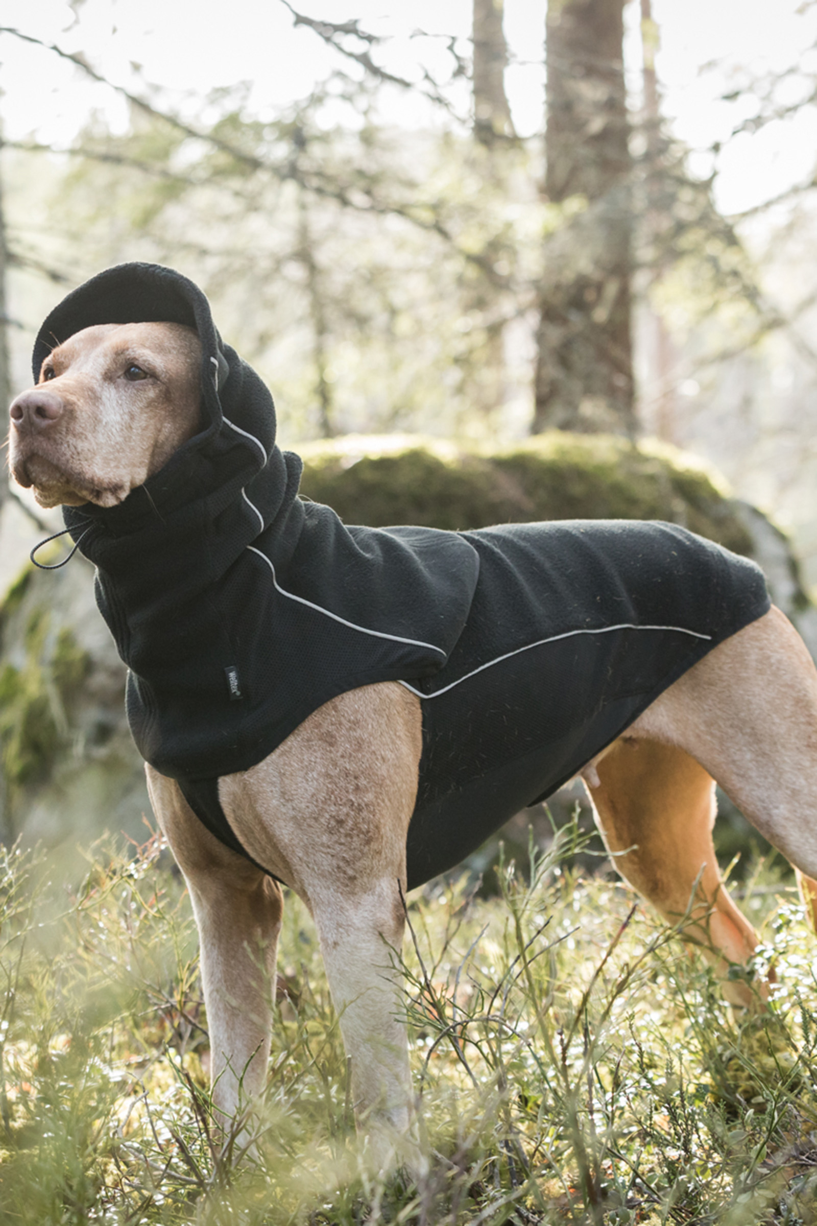 manteaux pour chiens chez animalis